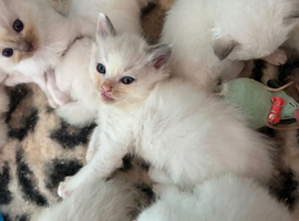 A rainbow of kittens