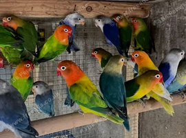 Cocktails Ringneck Lovebirds canaries