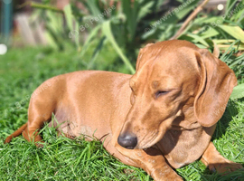 Our very dearest reggie lad may benefit from a lap he doesn't have to share