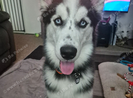Husky