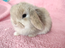 Baby mini lops for sale
