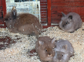 Lion head bunnies