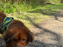 Chow chow cockapoo