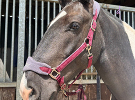 Stunning 16.2hh Irish Cob Gelding