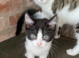 3 Kittens Ready To Leave