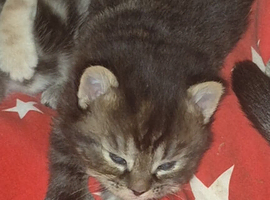 Bengal cross kittens