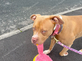 american staffy
