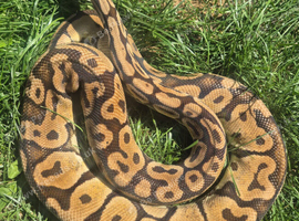 Royal pythons for sale