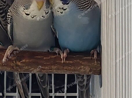 Baby budgies
