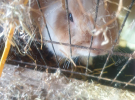 2 boy lion head  rabbits