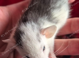 Baby Dumbo Rats
