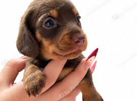 6 Gorgeous Dachshund Puppies - Longhair Gene