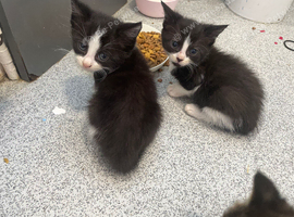 Rag doll kittens