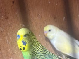Young and old budgies