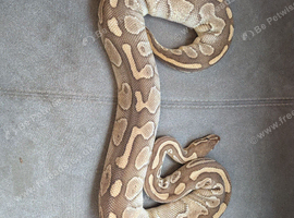 Lesser het clown