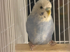 Blue and white 6 month old Budgie