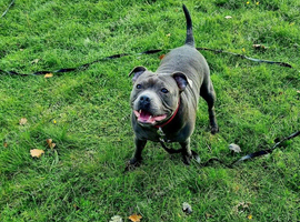 Blue Staffordshire for Rehome