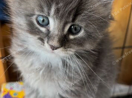 Beautiful Maine coons 8 weeks old
