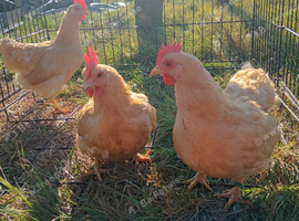 Buff Plymouth pullets POL