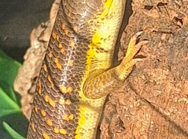 Berber skink