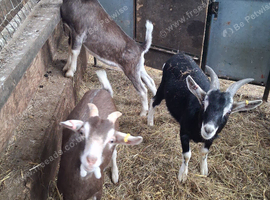 Wether Goats