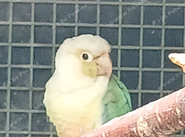 A mix of 12 conures