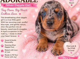 Miniature dachshund Puppies