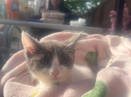 4 kittens for sale