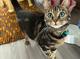 Looking for a home for Joy