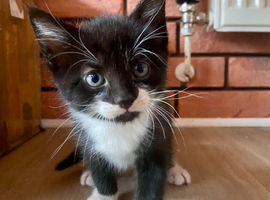 Kittens are looking for a new home