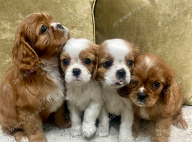 KC reg Champion Bloodline Cavalier King Charles Spaniel Puppies