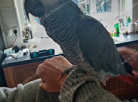 Male African grey parrot