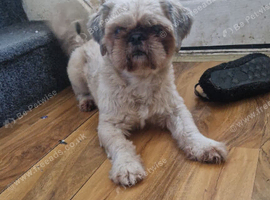 Male 2 year old shih tzu