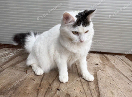 Fluffy white cat