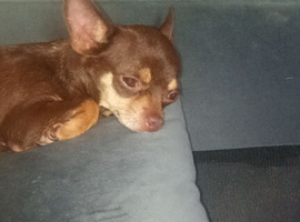 Female miniature chihuahua