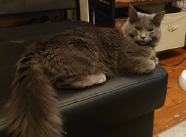 Male cat for sale