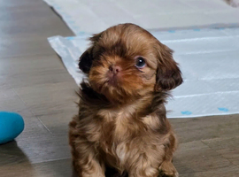 Imperial Shih Tzu Puppies KC registered