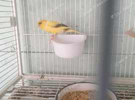 Lovely canarie hen
