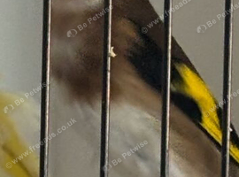 Goldfinch cock bird 2025