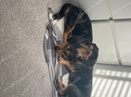 2 loving dachshunds