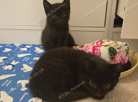 5 kittens for sale