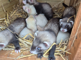 Hob and jill ferrets