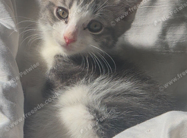 12 week old girl kitten, only white and grey one left