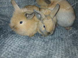 Lop lionhead rabbits for sale