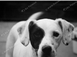 Jack Russel terrier up for stud