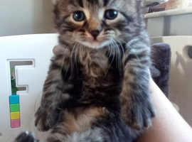 Beautiful kittens looking for forever loving homes