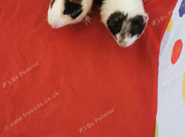 Two male guinea pigs