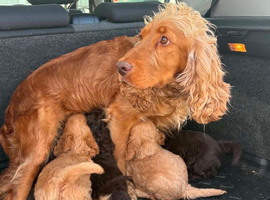 Cockerpoo puppies