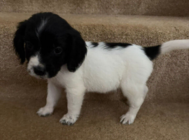 "update" 2 cocker spaniel puppies for sale