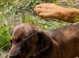 Miniature Dachshund girls